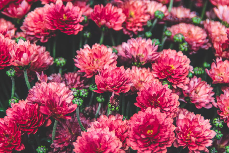 Red Chrysanthemum Flowers View Photograph Print 100% Australian Made