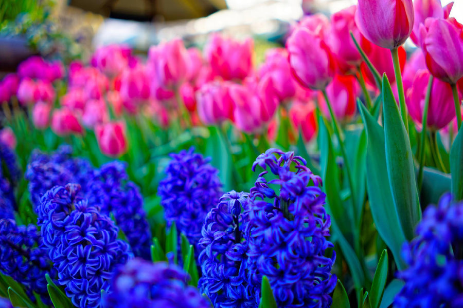 Tulips & Hyacinths Flowers View Photograph Print 100% Australian Made