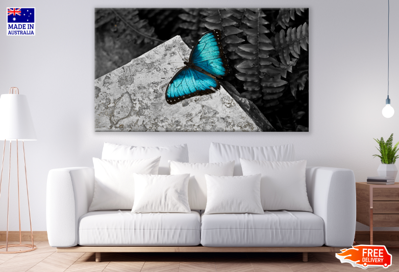 Blue Butterfly B&W Photograph Print 100% Australian Made