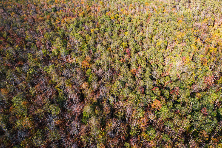 Trees & Forest Aerial View Photograph Print 100% Australian Made