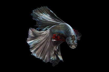 Fighter Fish on Dark Closeup View Photograph Home Decor Premium Quality Poster Print Choose Your Sizes