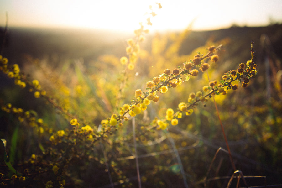 Yellow Flower Plants Sunset View Photograph Print 100% Australian Made