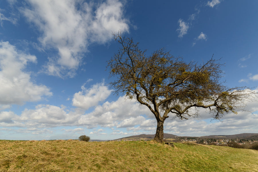 Lonely Tree in Middle Field Sky Photograph Print 100% Australian Made