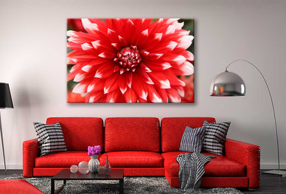 Bella Home Red & White Dahlia Flower Closeup Print Canvas Ready to hang