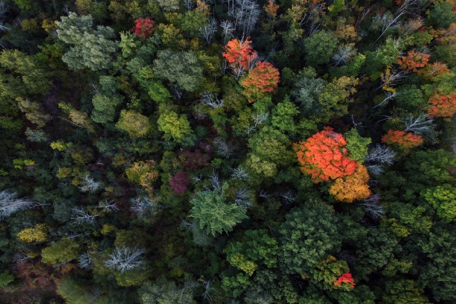 Autumn Trees Forest Aerial View Photograph Print 100% Australian Made