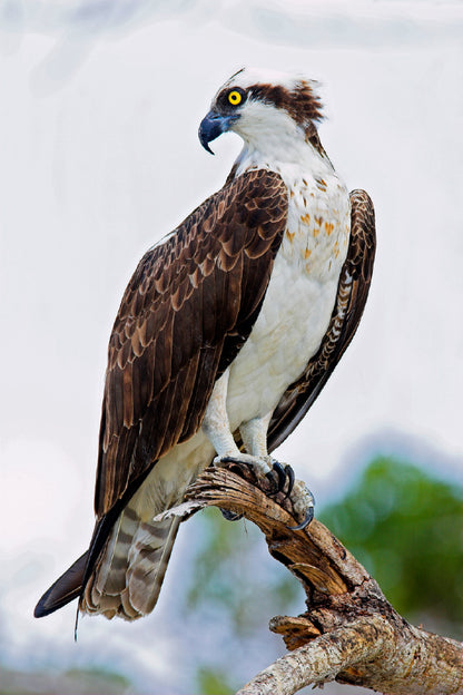 Osprey Eagle on Tree Branch View Photograph Print 100% Australian Made