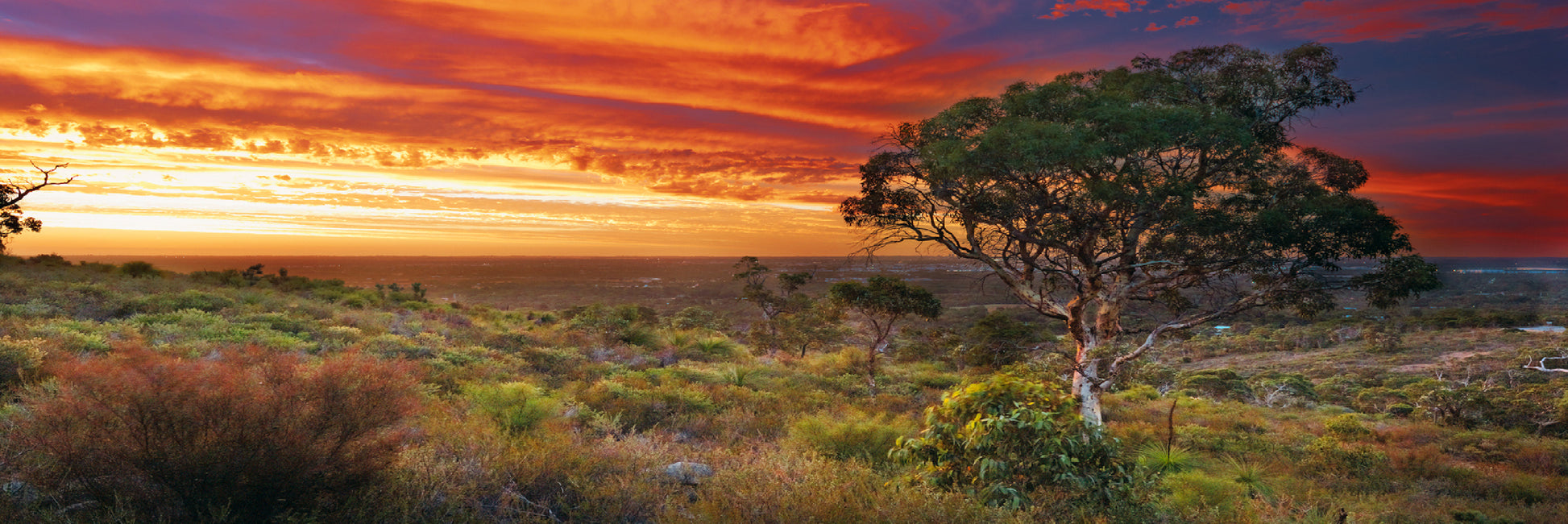 Panoramic Canvas Trees on Hill Sunset View Photograph High Quality 100% Australian Made Wall Canvas Print Ready to Hang