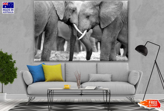 B&W Elephants Photograph Print 100% Australian Made