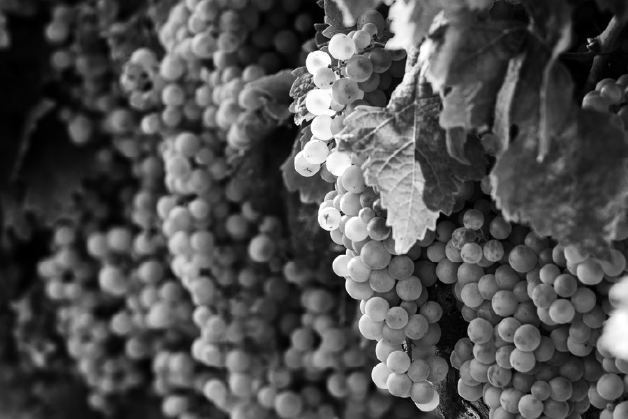 Grapes View B&W Photograph Print 100% Australian Made