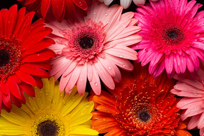 Multicoloured Gerbera Flowers View Photograph Print 100% Australian Made