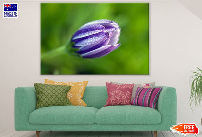 African Daisy Bud Closeup Photograph Print 100% Australian Made