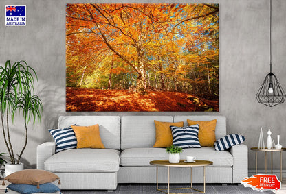 Autumn Trees Forest Photograph Print 100% Australian Made