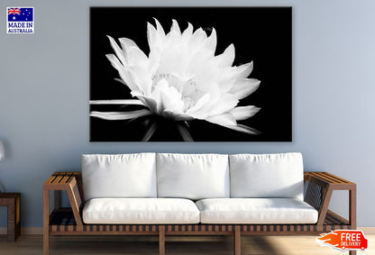 Blooming Protea Flower B&W Photograph Print 100% Australian Made