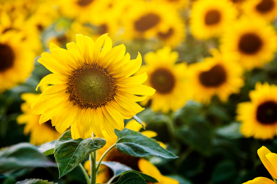 SunFlower Field Closeup View Photograph Print 100% Australian Made