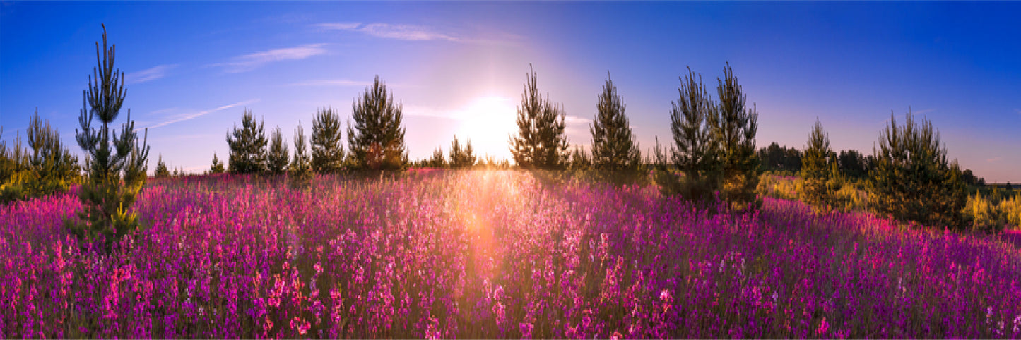 Panoramic Canvas Pink Flowers Field Photograph High Quality 100% Australian Made Wall Canvas Print Ready to Hang