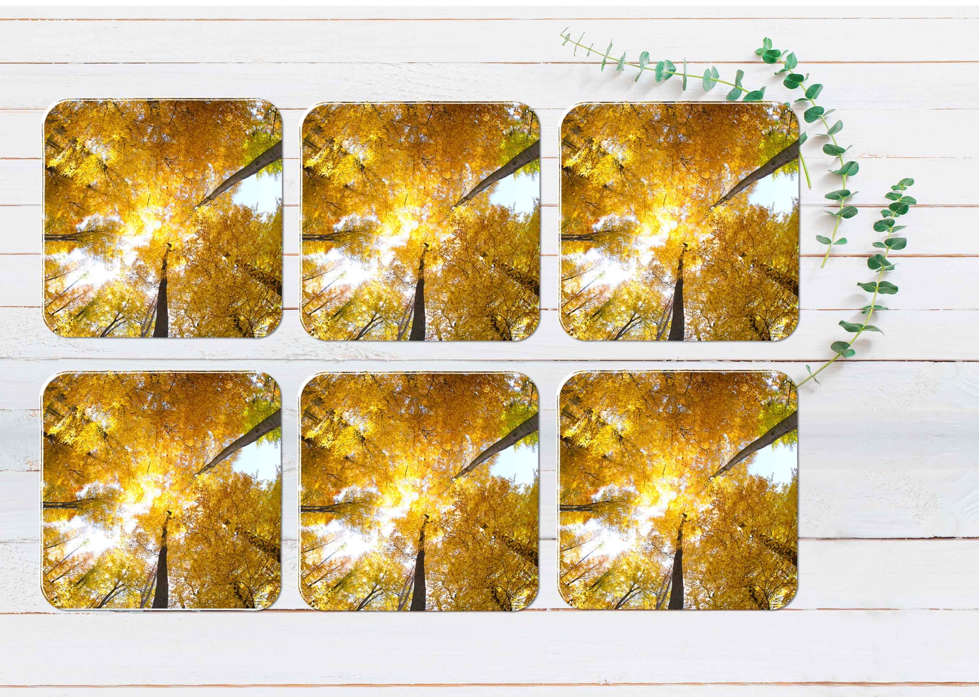 Yellow Beech Forest With Sky View Coasters Wood & Rubber - Set of 6 Coasters