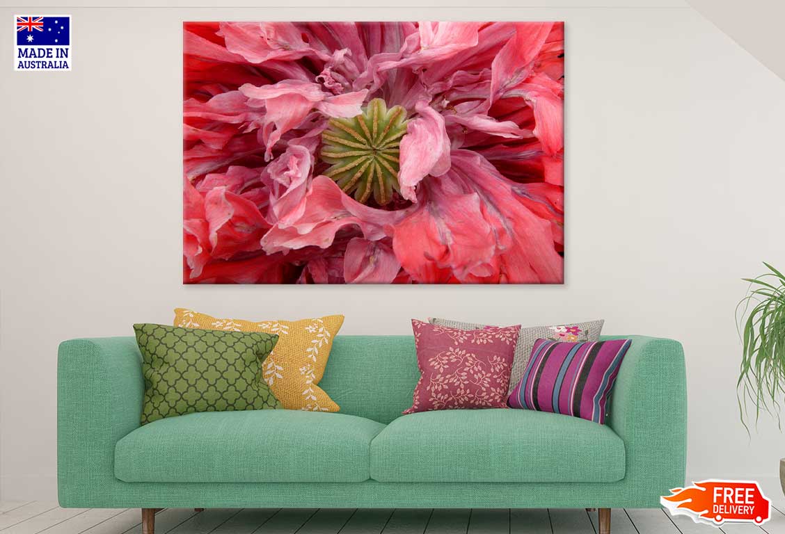 Pink Poppy Flower Macro Closeup Photograph Print 100% Australian Made