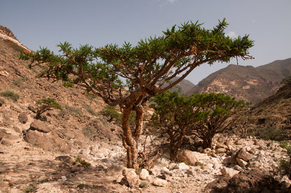 Frankincense Tree in Mountain Photograph Print 100% Australian Made