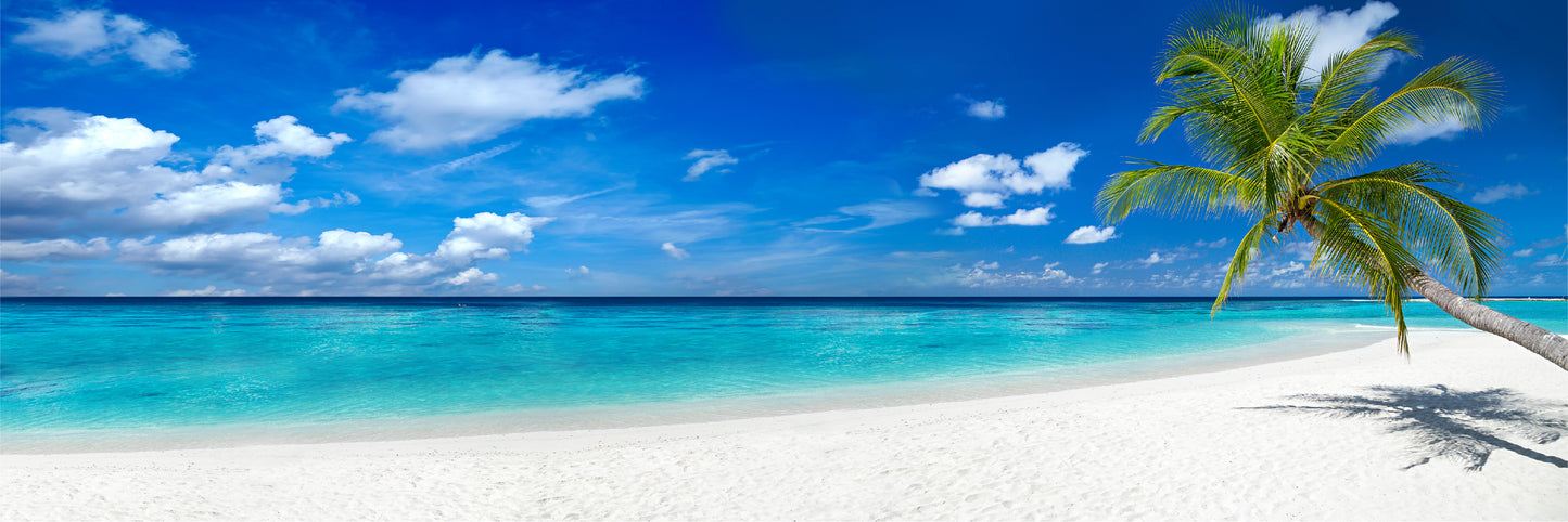 Panoramic Canvas Stunning Palm Tree & Sea Scenery Photograph High Quality 100% Australian Made Wall Canvas Print Ready to Hang