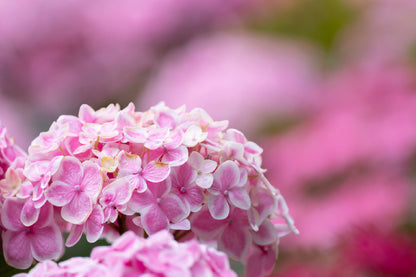 Bella Home Pink Hydrangea Flowers Photograph Print Canvas Ready to hang