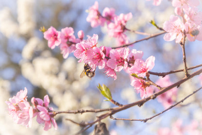 Pink Cherry Flowers Branch View Photograph Print 100% Australian Made