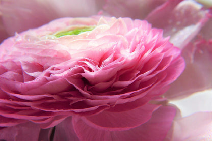 Pink Ranunculus Flower Photograph Print 100% Australian Made