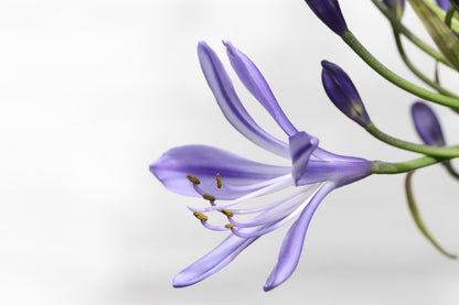 Agapanthus Flower Closeup Photograph Print 100% Australian Made