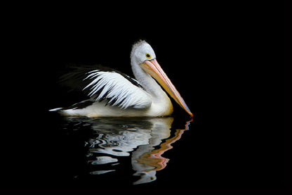 Australia Pelican Sea Bird View Photograph Print 100% Australian Made