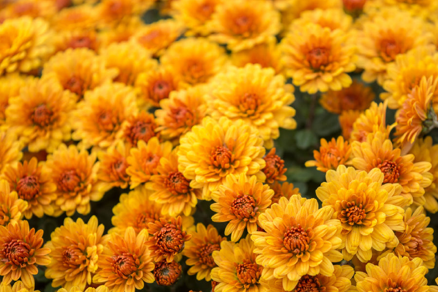 Yellow Chrysanthemum Flowers View Photograph Print 100% Australian Made