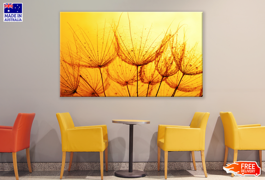 Dandelion Flowers on Sunset Photograph Print 100% Australian Made