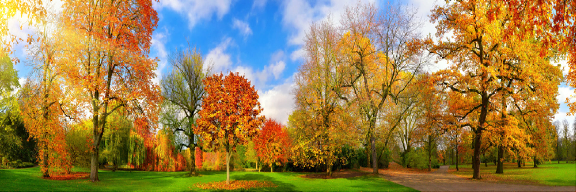 Panoramic Canvas Autumn Tree Park High Quality 100% Australian made wall Canvas Print ready to hang