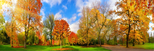 Panoramic Canvas Autumn Tree Park High Quality 100% Australian made wall Canvas Print ready to hang