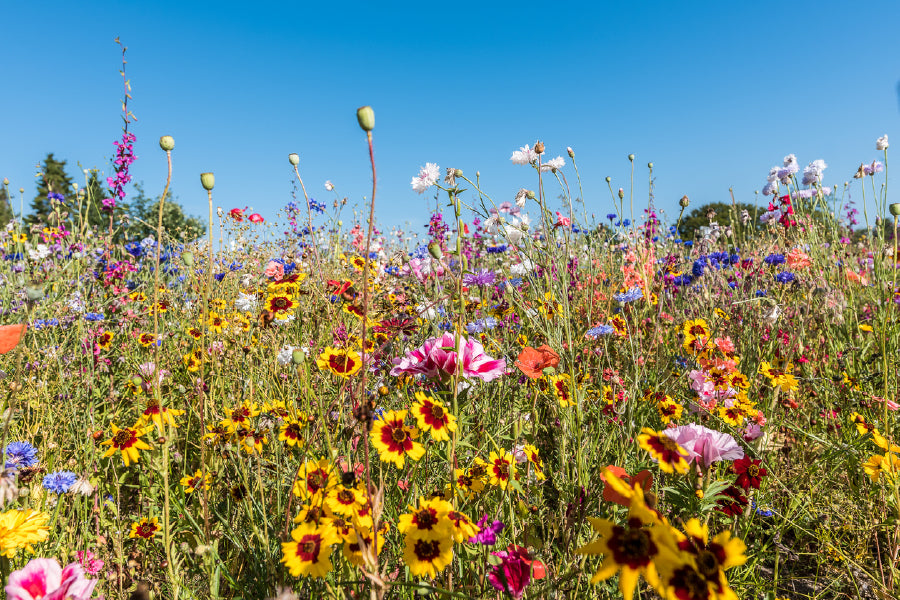 Wild Flower Field View Photograph Print 100% Australian Made