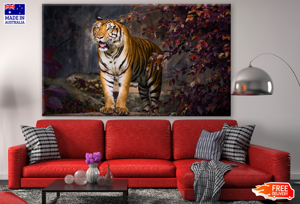 Tiger Walking in a Zoo Photograph Print 100% Australian Made