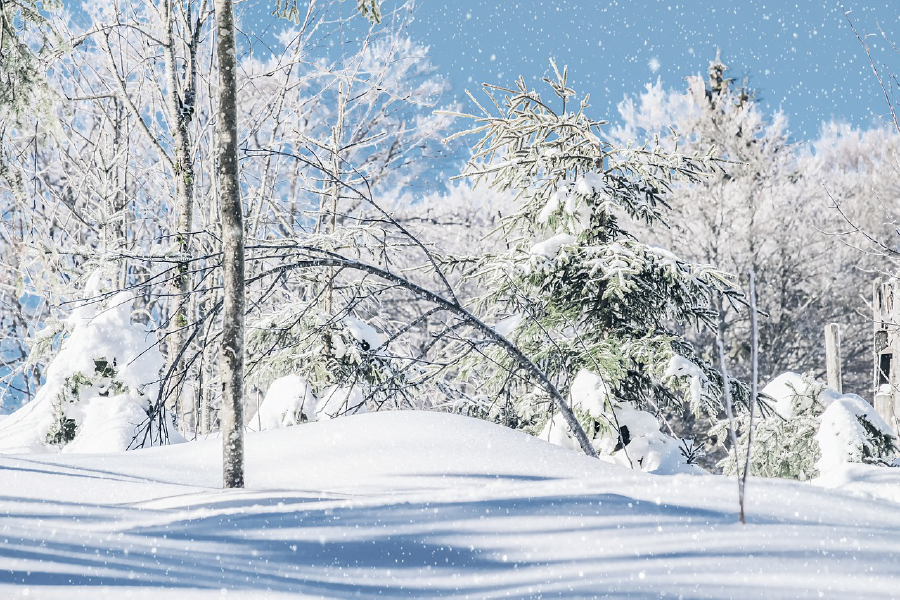 Snow Covered Tree Forest Photograph Print 100% Australian Made