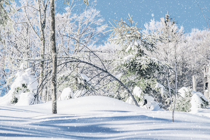 Snow Covered Tree Forest Photograph Print 100% Australian Made