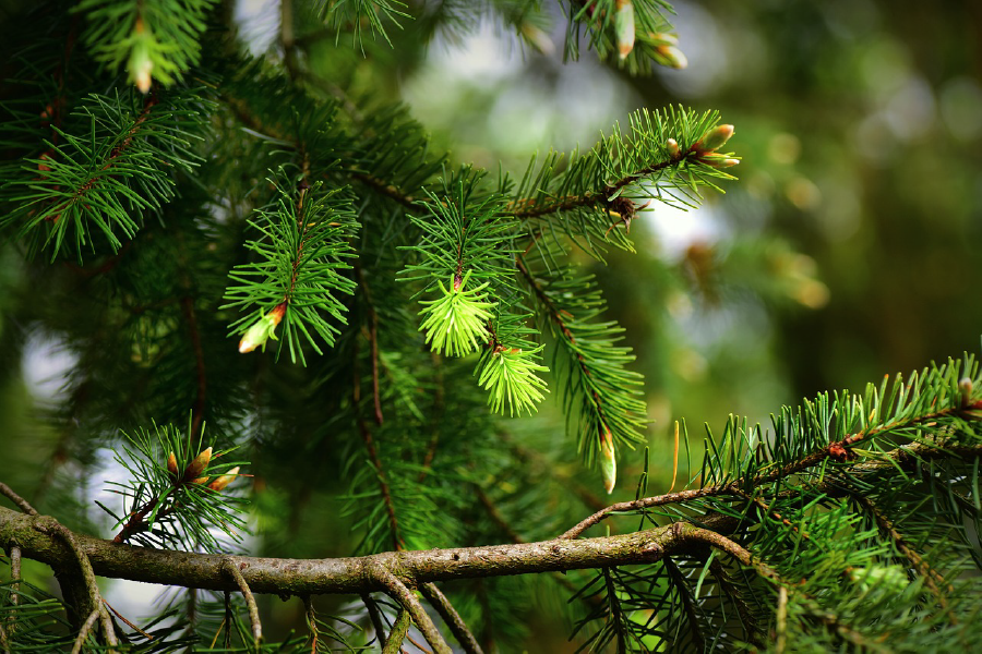 Pine Tree Closeup Photograph Print 100% Australian Made