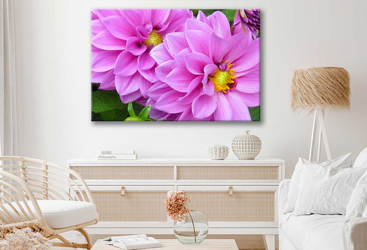 Bella Home Pink Daisy Flowers Closeup View Print Canvas Ready to hang