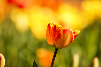 Orange Tulip Closeup Photograph Home Decor Premium Quality Poster Print Choose Your Sizes