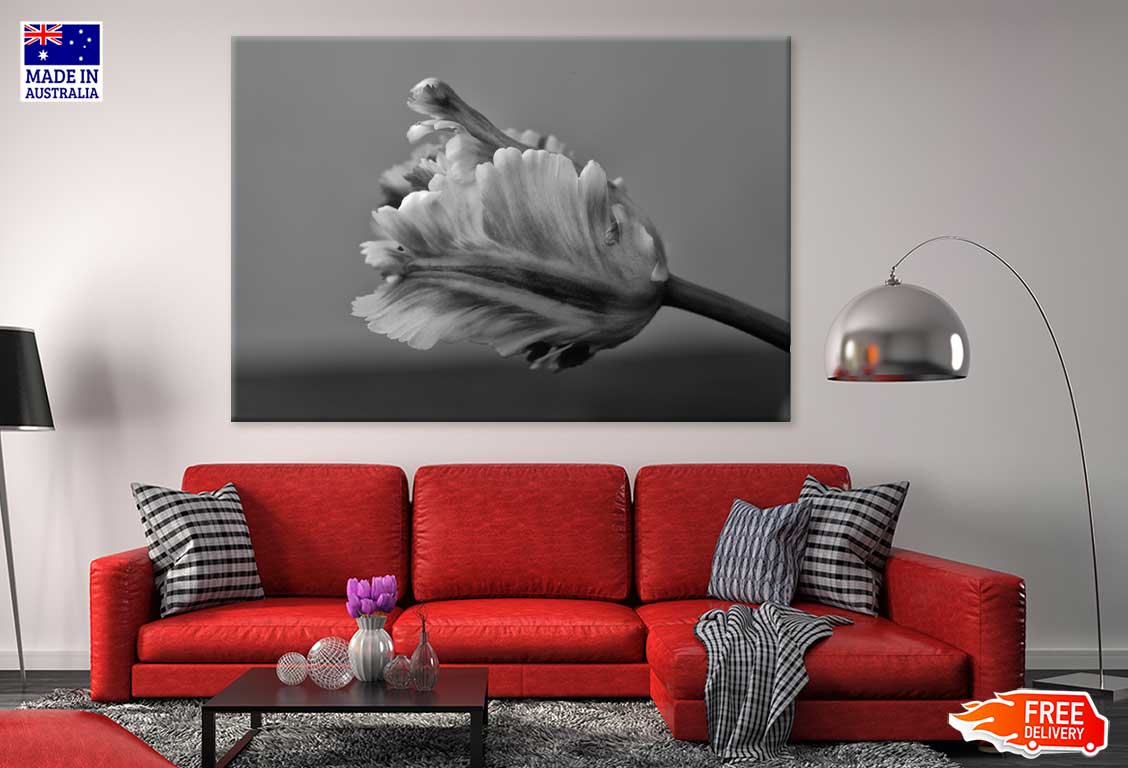 Parrot Tulip B&W View Photograph Print 100% Australian Made