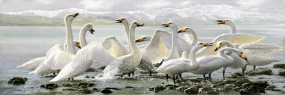 Panoramic Canvas Swans near Lake Photograph High Quality 100% Australian made wall Canvas Print ready to hang