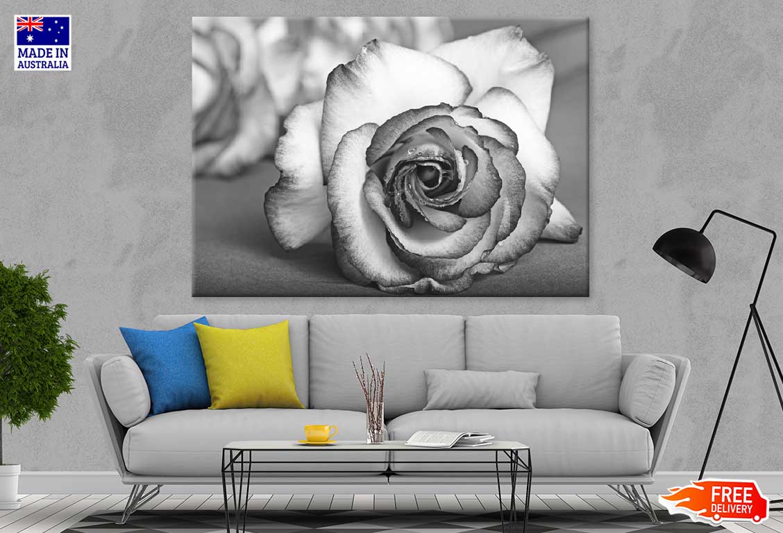 Rose Flower View B&W Photograph Print 100% Australian Made