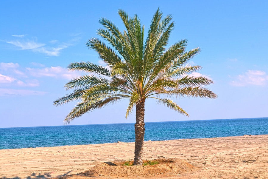 Palm Tree on Beach View Photograph Print 100% Australian Made