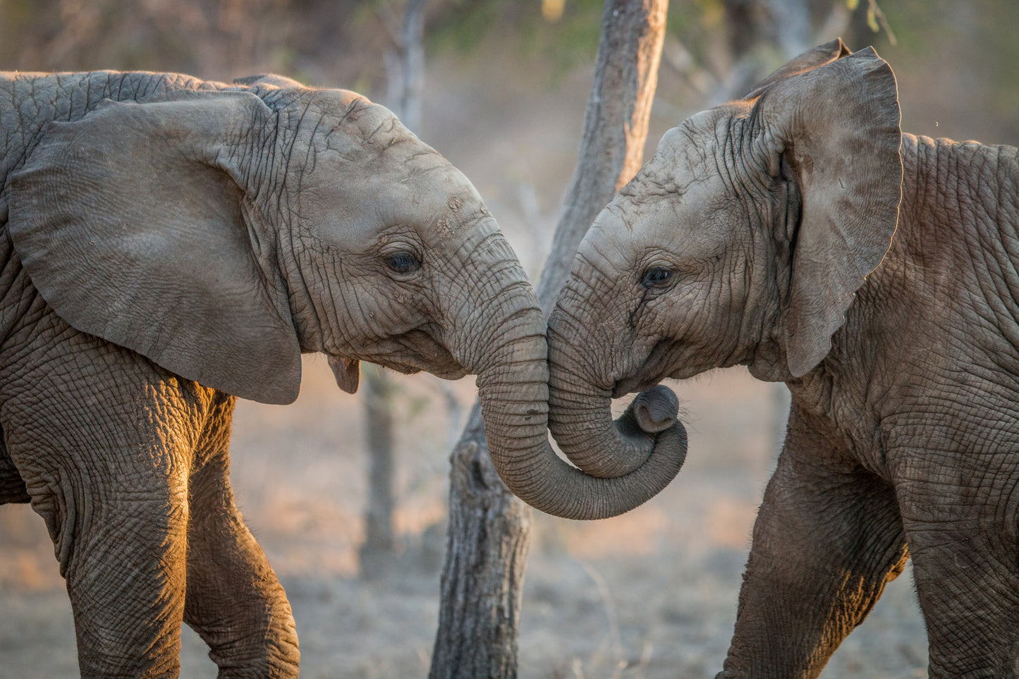 Baby Elephants Playing Photograph Print 100% Australian Made