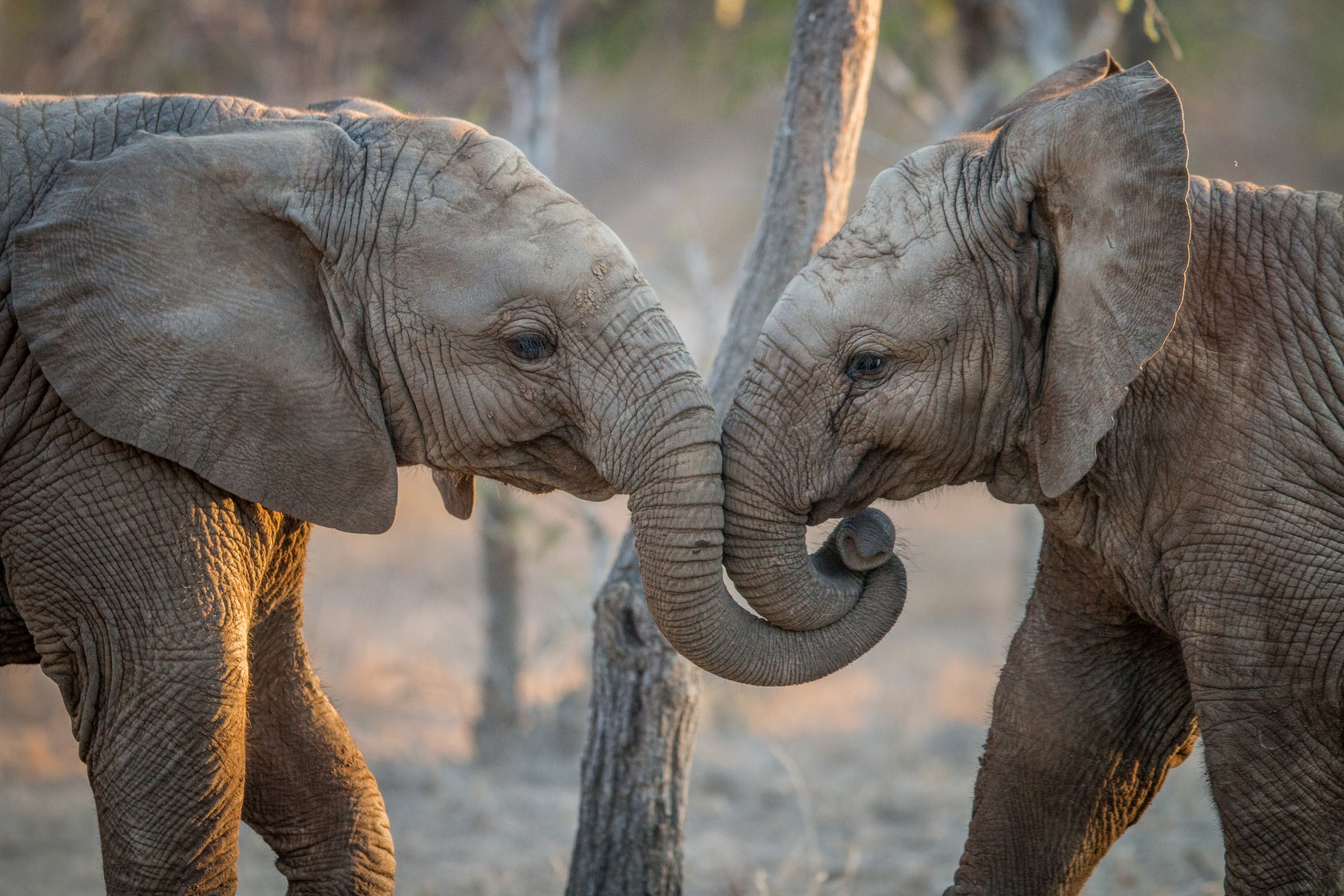 Baby Elephants Playing Photograph Print 100% Australian Made