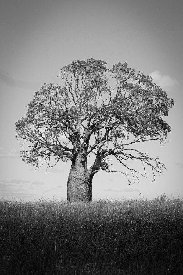 Big Old Tree on Grass Field B&W Photograph Home Decor Premium Quality Poster Print Choose Your Sizes