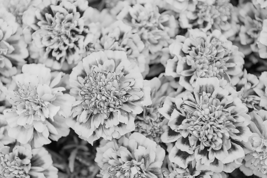 B&W Flower Closeup View Home Decor Premium Quality Poster Print Choose Your Sizes