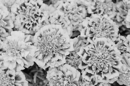 B&W Flower Closeup View Home Decor Premium Quality Poster Print Choose Your Sizes