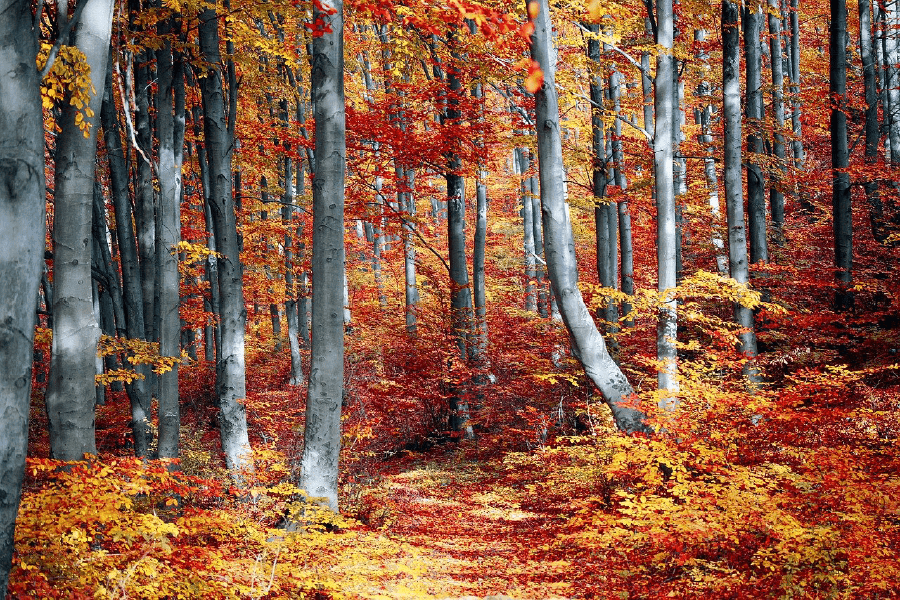 Autumn Forest Photograph Print 100% Australian Made