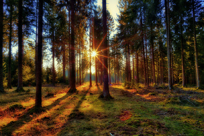 Sunflare Through Forest Trees Scenery Photograph Print 100% Australian Made